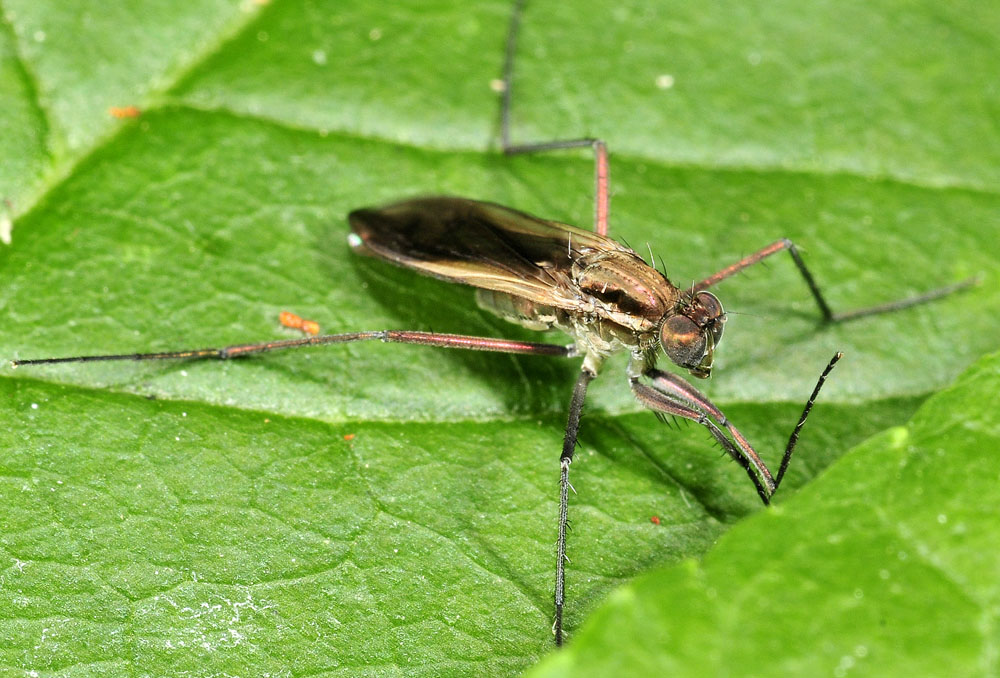 Dolichopodidae